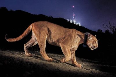 How a celebrity cat inspired the construction of the world’s largest wildlife corridor