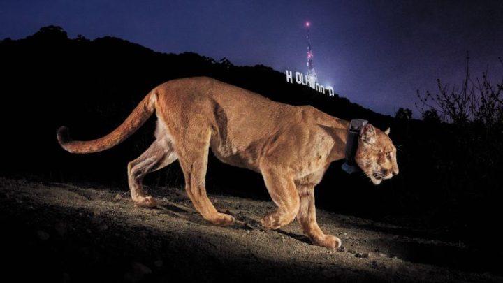 How a celebrity cat inspired the construction of the world’s largest wildlife corridor