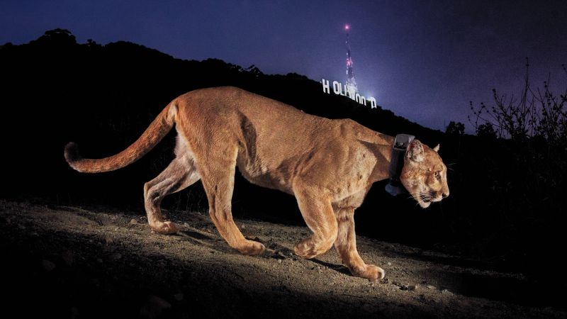 p042-p043-1-hollywood-cougar-hires-stevewinter