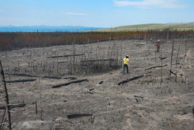 Why even resilient forests are struggling to regrow after wildfires