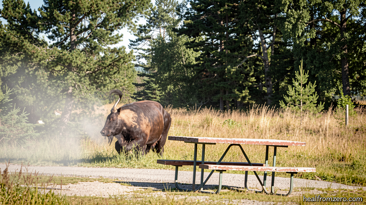 Grandfather recovering from surgery after bison attack at Yellowstone sent him flying
