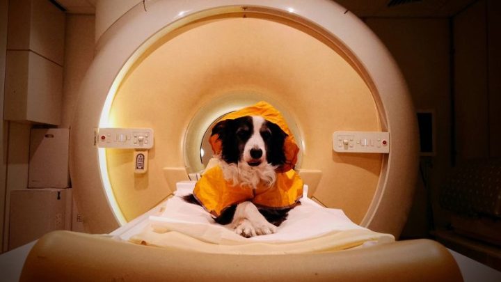 Dogs know if we’re happy, sad or scared just from our expressions, study suggests