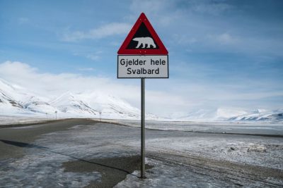 Person fined $5,000 for using foghorn to disturb sleeping polar bear