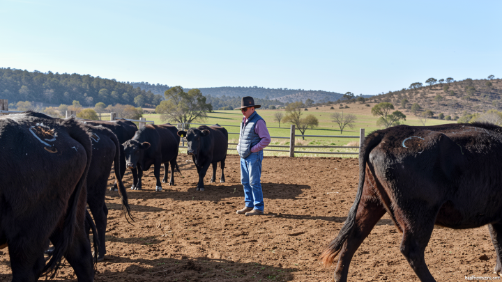 Screwworm is squeezing ranchers on both sides of the border