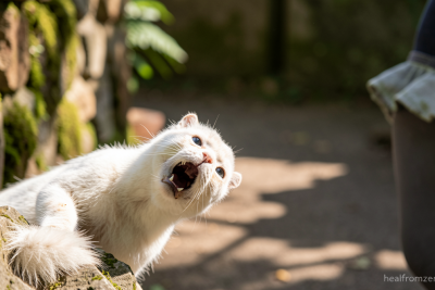 Incredible shortlisted images from Wildlife Photographer of the Year