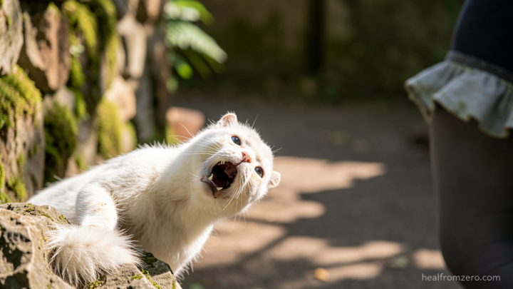Incredible shortlisted images from Wildlife Photographer of the Year